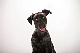 高清雪纳瑞狗狗图片