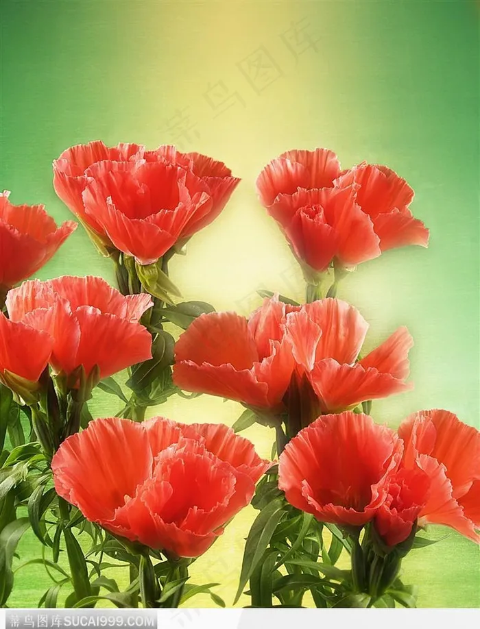 花束物语-散开的红色花束