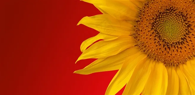 向日葵高清鲜花图片 向日葵高清鲜花图片