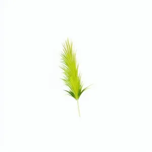 一支草卡通手绘png免抠