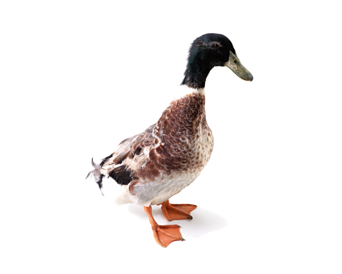 鹌鹑蛋 (超市商品白底图免抠实物摄影png格式图片透明底335