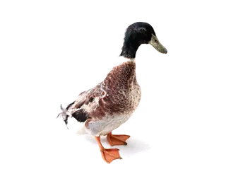 鹌鹑蛋 (超市商品白底图免抠实物摄影png格式图片透明底335