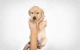 高清手拿着金毛小狗狗图片