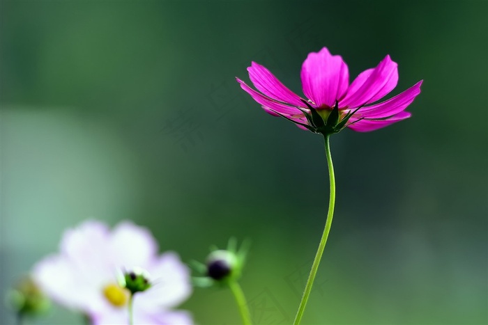 一丛优雅的格桑花素材图片