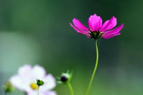 一丛优雅的格桑花素材图片