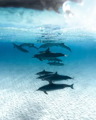 冬天海底动物背景风景