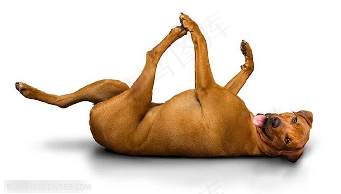 仰面朝天前腿碰后退做瑜伽动作的小狗