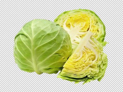 圆白菜免扣素材