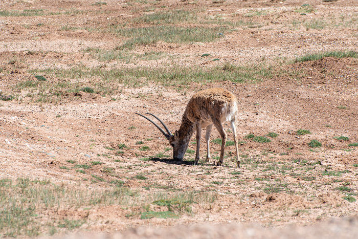 青海可可西里藏羚羊