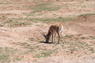 青海可可西里藏羚羊