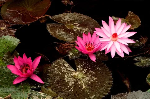 水塘睡莲开花图片 水塘睡莲开花图片