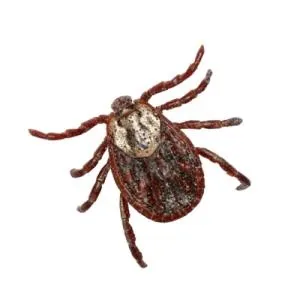 蜱虫 PNG免抠(300x300)