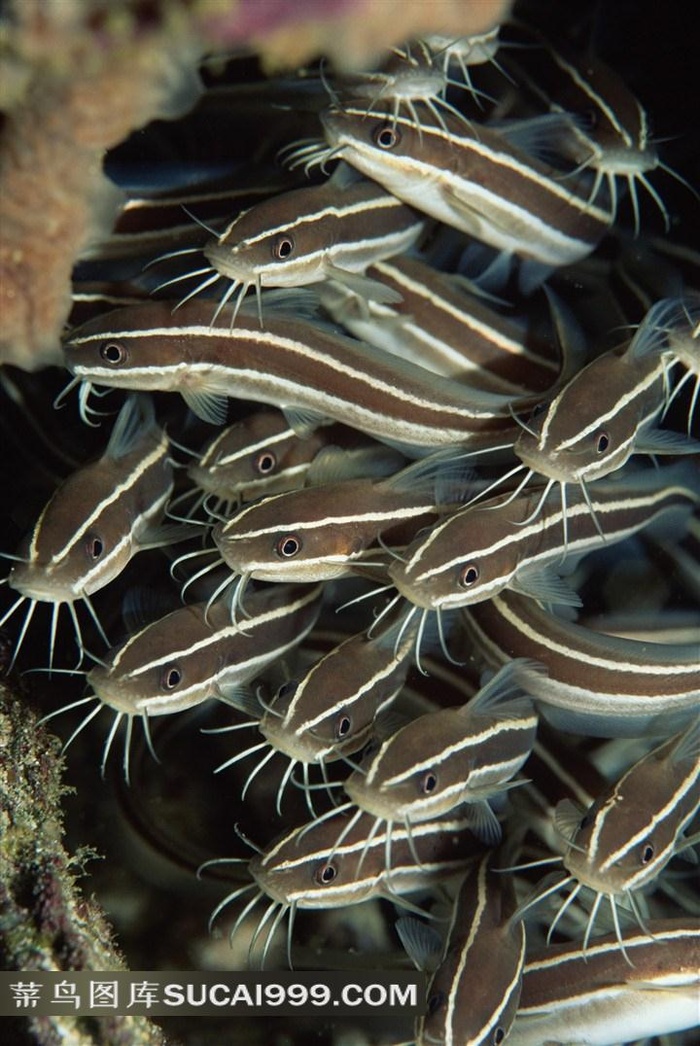 海洋鱼类深海鱼群高清素材图片