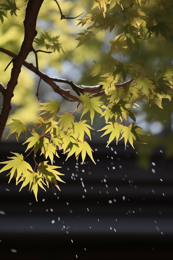 秋天枫叶树枝园林秋意浓雨滴摄影图(2688x4032)