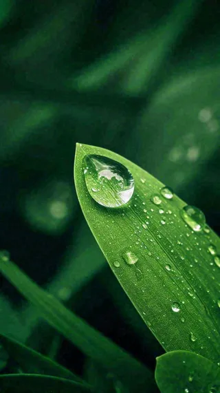 夏天绿植叶子露珠萌芽清新，雨水白露谷雨摄影图