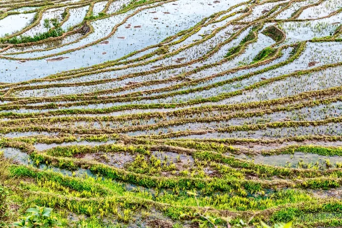 红河撒马坝梯田