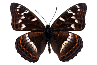 蝴蝶 彩蝶 花蝴蝶 动物 昆虫 免抠