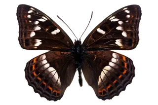 蝴蝶 彩蝶 花蝴蝶 动物 昆虫 免抠