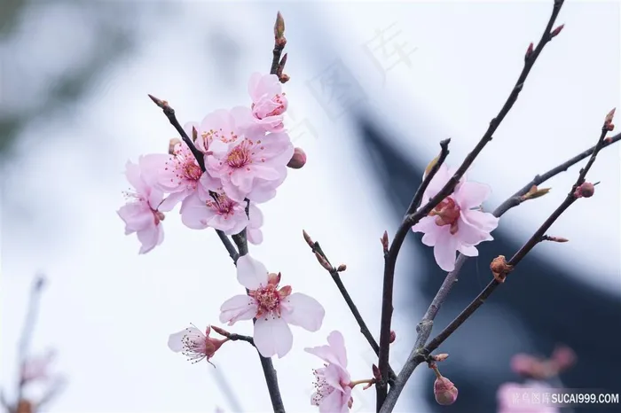 春天里的小花朵