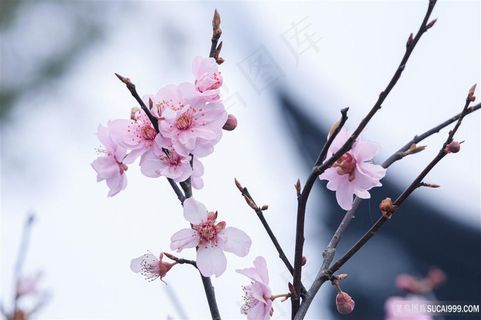 春天里的小花朵