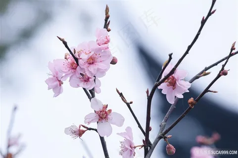 春天里的小花朵 春天里的小花朵