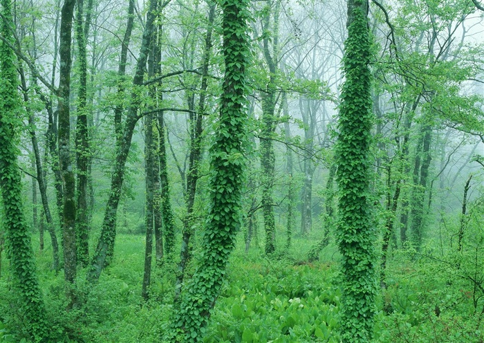 森林风景田园风光图片素材