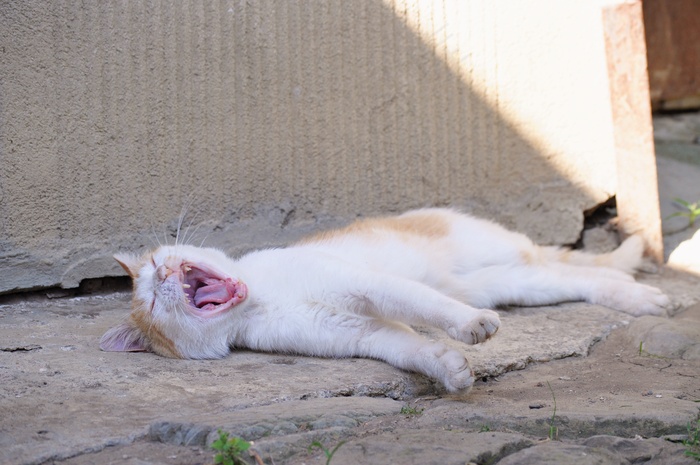 小猫咪睡觉图片