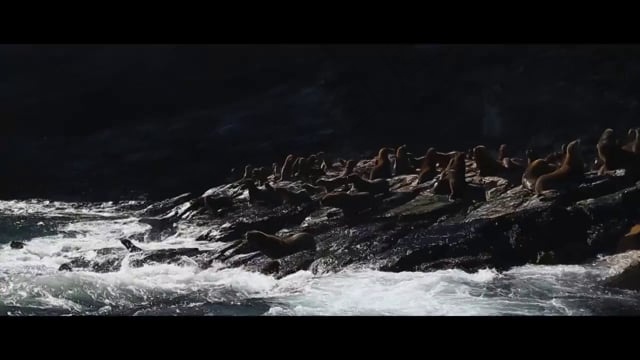 波浪, 海洋, 封印, 海, 水, 溅, 海狮, 动物