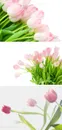 漂亮的粉色郁金香鲜花素材