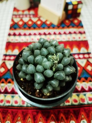 小清新多肉晶莹剔透姬玉露开花