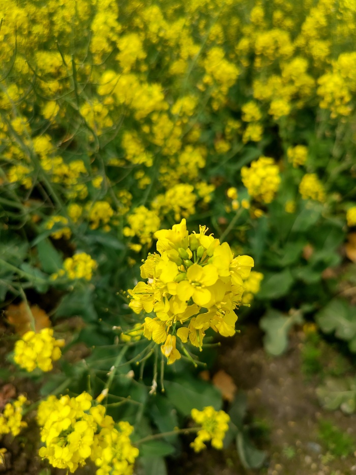 油菜花特写图