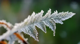 白霜覆盖在绿叶植物霜降摄影图 