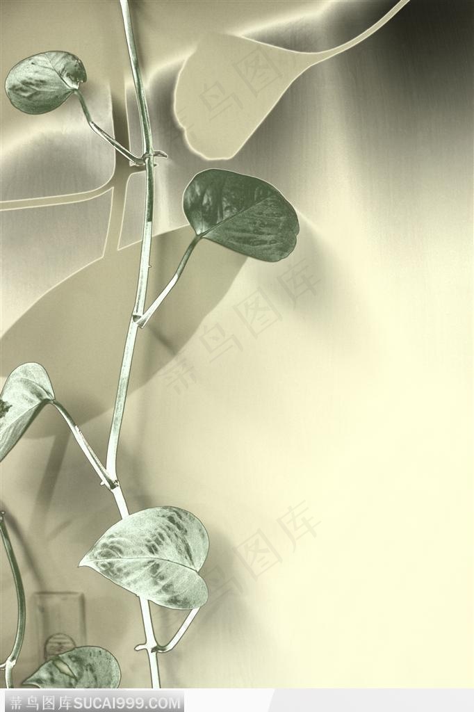 生活印象-漂亮的藤蔓