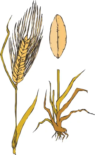 麦穗矢量图图片010