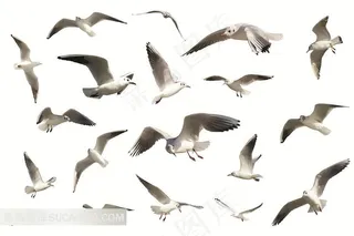 鸟类系列 - 美丽的海鸥