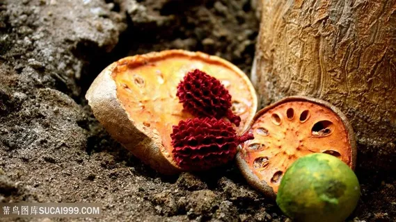 蔬菜水果壁纸 蔬菜水果壁纸