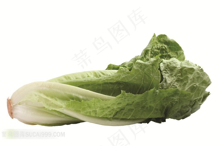 小白菜高清摄影素材