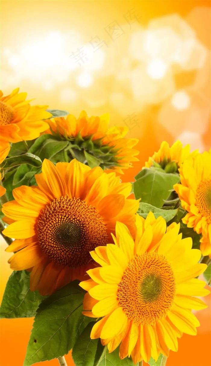 唯美梦幻向日葵鲜花图片
