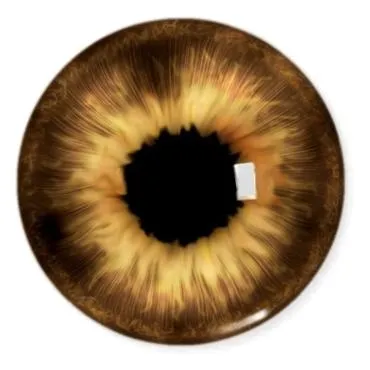 眼睛 PNG免抠(370x370)