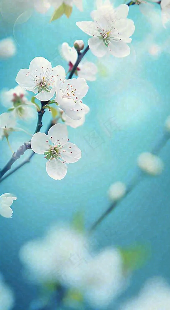 蓝色浪漫白色樱花花朵枝叶，立春惊蛰春分摄影图(816x1488)