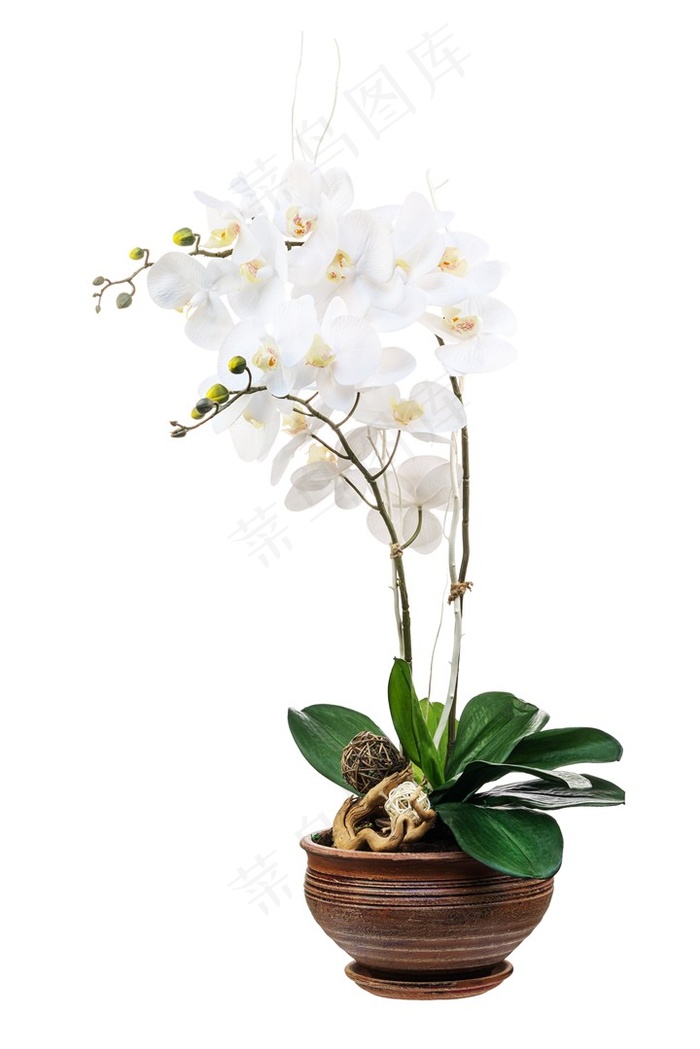 唯美的白色花朵