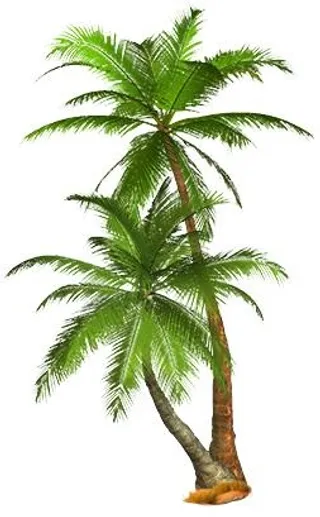 热带棕榈树 PNG免抠