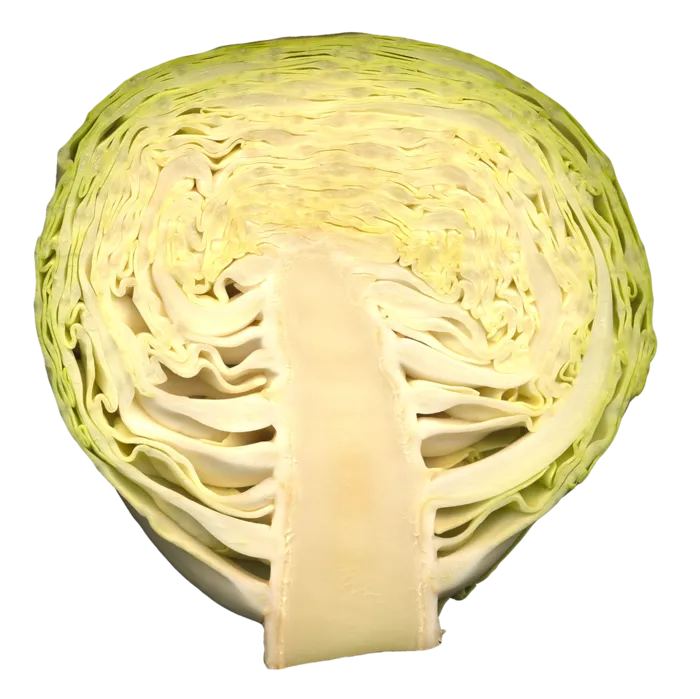 卷心菜蔬菜