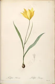 雷杜德原版黄花花束复古插画 雷杜德原版黄花花束复古插画