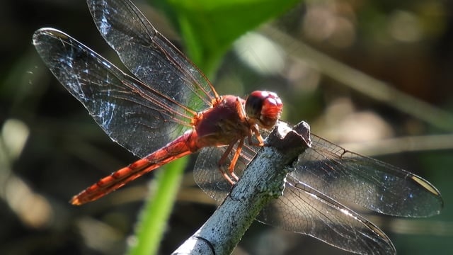 昆虫, 宏, 飞行, 蜻蜓, 自然, 亚美尼亚