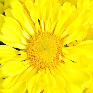 黄色菊花花朵微距摄影图 黄色菊花花朵微距摄影图