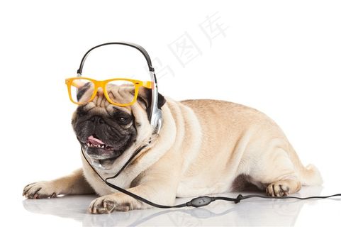带着耳机的八哥犬狗狗图片