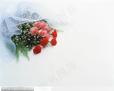 地上摆放的一捆玫瑰 地上摆放的一捆玫瑰