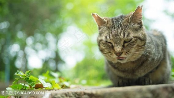 寻找食物的小猫咪图片