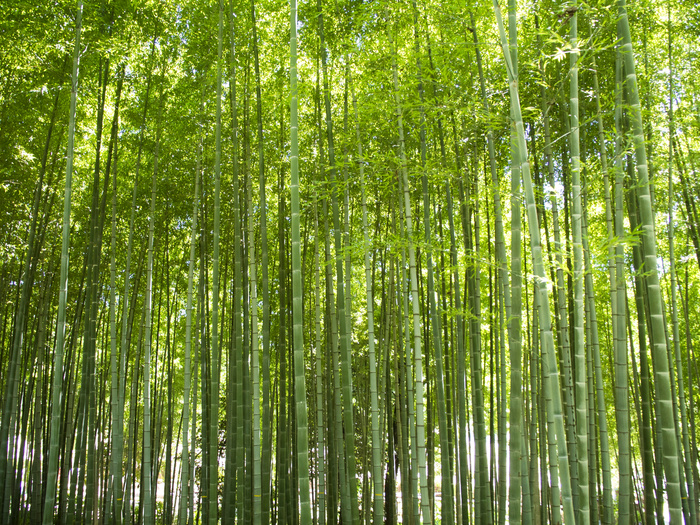 高清竹子竹林